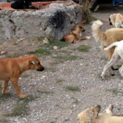 Popülizm ve siyasi fayda doğruyu bükmek: Kediler, köpekler ve gerçekler