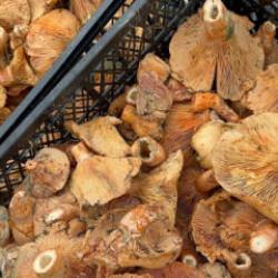 Sevenleri bayram etti! Fiyatı 300 liradan 100 liraya geriledi