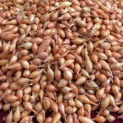 Soğan üreticilerine ‘Dikim zamanı’ uyarısı