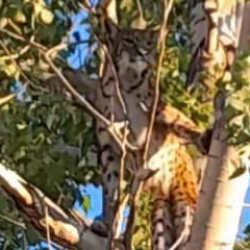 Tunceli'de bir köylü görültüledi: Öldürmenin cezası 45 milyon TL