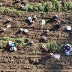 Kuraklık verimi yarı yarıya d&uuml;ş&uuml;rd&uuml;! Manav fiyatı tarla fiyatının 2 katı 