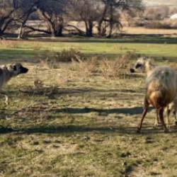 Anne koyun, yavrusunu korumak i&ccedil;in k&ouml;peğe kafa tuttu