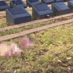 Avustralya'da Ha&ccedil;lı zihniyeti yine hortladı! M&uuml;sl&uuml;man mezarlığına domuz başlı saldırı!