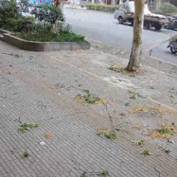 &Ccedil;in'de talihsiz kaza: Bisikletli yaşlı adamın &uuml;zerine ağa&ccedil; dalı d&uuml;şt&uuml;