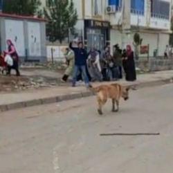 Diyarbakır'da k&ouml;pek dehşeti! 2 kişi yaralandı