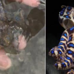 D&uuml;nyanın en zehirli ahtapotuyla oynadığını sonradan fark etti