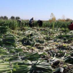 Hasat başladı: Ge&ccedil;en yıl tarlada 30 liraydı, bu yıl 22 lira