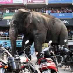 Hindistan'da fil s&uuml;r&uuml;s&uuml; kabusu! 5 kişi ezilerek yaşamın yitirdi! 