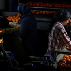 İhracatta yeni rekor: Mandalina satışı 615 milyon dolara yaklaştı