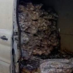 Manisa'da mide bulandıran g&ouml;r&uuml;nt&uuml;ler! Değeri 4 milyon değerinde!