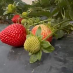 Mersin'de &ccedil;ilekte kış hasadı: Bah&ccedil;ede kilogramı 130 TL