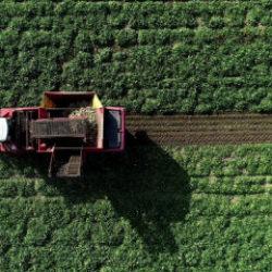 Mezra ziraat 2025 yılında 22 bin 500 dekara ulaştı!