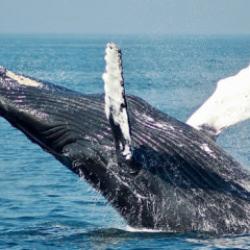 Nefeslerinden tespit edildi! Okyanusun devleri tehlikede! Okyanuslarda kırmızı alarm