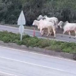 Otobanda g&ouml;renler şaşkına d&ouml;nd&uuml;!