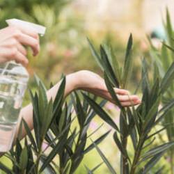 Sivrisineğe Kimyasalsız &Ccedil;&ouml;z&uuml;m: Doğal Kovucu Sprey