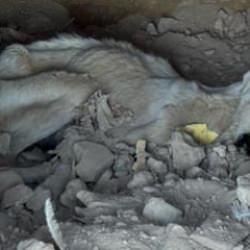 Skandal g&ouml;r&uuml;nt&uuml; Denizli'den: &Ouml;len hayvanlar diğer hayvanlara yedirildi 