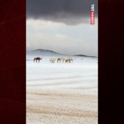 Suudi Arabistan&rsquo;ın y&uuml;ksek kesimlerine kar yağışı