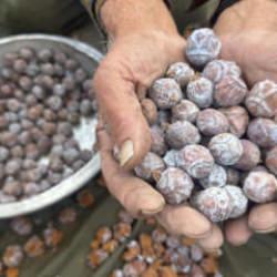 Torosların zirvesinden gelen mucize! Kilosu 500 lira: Yok satıyor