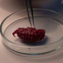 T&uuml;rkiye'de ilk kez g&ouml;r&uuml;ld&uuml;! Uzmanı a&ccedil;ıkladı: Tropikleşmenin sonucu