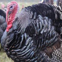 Yılbaşı &ouml;ncesi hindiye talep arttı