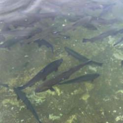 Van'da tarihi rekor! Hedef 400 milyon yavru alabalık! 