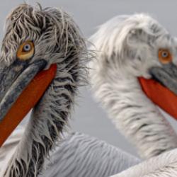 Pelikanların nesli tehlike altında olan t&uuml;r&uuml; g&ouml;r&uuml;nt&uuml;lendi