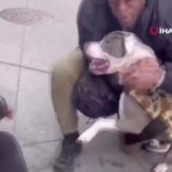 ABD&rsquo;de pitbull dehşeti: 1 yaşındaki &ccedil;ocuğun bacağını dakikalarca bırakmadı