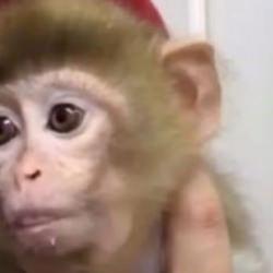 'Amazon ormanları' değil Elazığ: Minik maymun T&uuml;rkiye'de koruma altına alındı