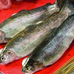 Rusya'dan sonra yeni hedef belli oldu! T&uuml;rk somonu sınır tanımıyor!