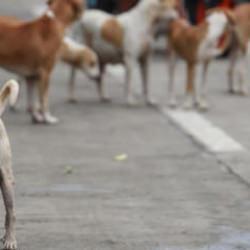 Bağdat'ta 19 binden fazla başıboş k&ouml;pek itlaf edildi
