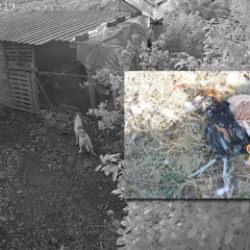 Başıboş sokak k&ouml;pekleri k&uuml;mese girerek 30 tavuğu telef etti