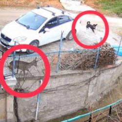 Başıboş sokak k&ouml;peklerinin saldırdığı karaca telef oldu