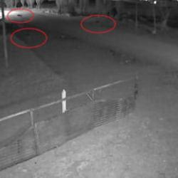 Bayburt'ta k&ouml;ye inen 5 kurt, k&ouml;peği tuzağa &ccedil;ekti! O anlar kamerada