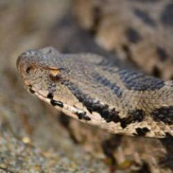 &Ccedil;ankırı'da ilk kez kayda ge&ccedil;ti! Zehirli t&uuml;r bir metre boyunda 