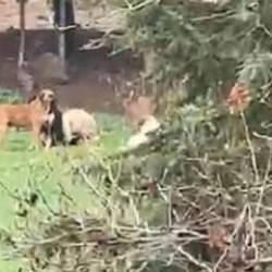 Derince'de sokaklar k&ouml;pek &ccedil;etelerine teslim