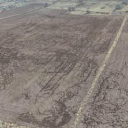 Domuzlar arpa ve buğday tarlasına zarar verdi