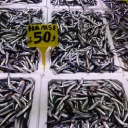 Hamsi T&uuml;rk karasularını erken terk etti