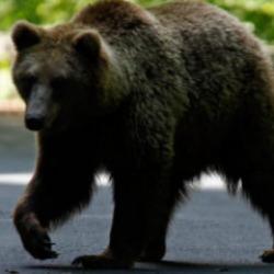 Japonya'da ayı saldırılarına karşı yapay zeka destekli takip sistemi