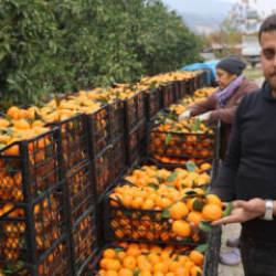 Mandalina &uuml;reticilerinden market fiyatlarına tepki