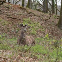 Nesli tehlike altında! İstanbul'da koruma altında &ccedil;oğaltılıyor