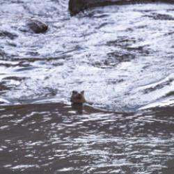 Tunceli'nin gizli sakini g&ouml;r&uuml;nt&uuml;lendi