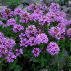 Yurt dışına ka&ccedil;ırmak istediği &ccedil;i&ccedil;ek hayatını karattı: 557 bin lira ceza kesildi