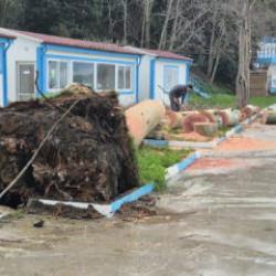 Zonguldak'ta kuvvetli r&uuml;zgar; 90 yaşındaki &ccedil;ınar ağacı devrildi