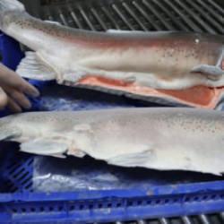 Japonya ve &Ccedil;in sıraya girdi! T&uuml;rk somonu d&uuml;nyayı sallıyor!