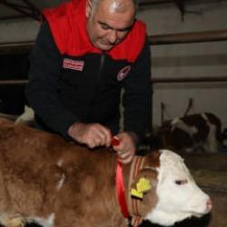 2026&rsquo;nın ilk buzağısı &lsquo;Bereket&rsquo;e &ccedil;eyrek altın takıldı