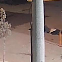 Akrabalar arasında silahlı kavga: &Ouml;nce yeğenini sonra, kazara kendisini yaraladı