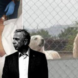 Ankaralı &lsquo;Yavaş Yavaş&rsquo; par&ccedil;alanıyor! ABB seyrediyor başıboş k&ouml;pek ter&ouml;r&uuml; yayılıyor