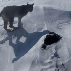 Bing&ouml;l karlıova&rsquo;da nesli tehlike altındaki vaşak g&ouml;r&uuml;nt&uuml;lendi