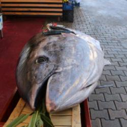 Bir g&uuml;n arayla ikinci dev av: 353 kiloluk orkinos Samsun'da tezgaha indi