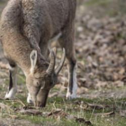 Tunceli'de zirvelerden inen yaban ke&ccedil;ileri &Ccedil;emişgezek il&ccedil;esinde g&uuml;venle yaşıyor